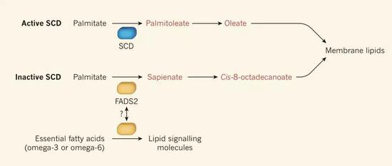 癌细胞竟利用皮脂脂肪酸合成细胞膜，完成增殖大业-冯金伟博客园
