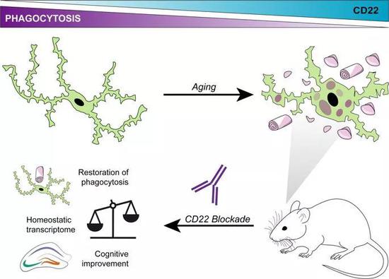 老年痴呆有救了？Nature：阻断特定蛋白或许有希望-冯金伟博客园