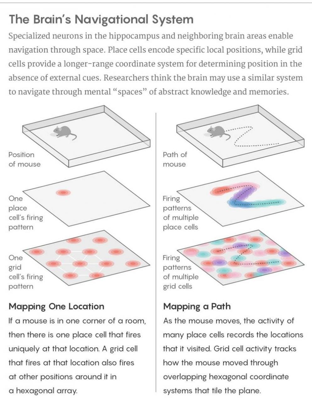 大脑的认知地图：是什么左右了我们的记忆和导航能力？-冯金伟博客园