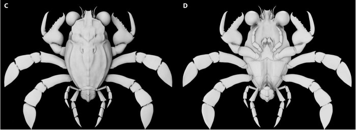 奇异的“嵌合体”化石揭示了螃蟹世界的“鸭嘴兽”-冯金伟博客园
