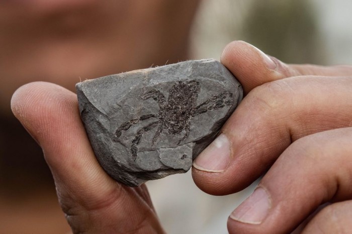 奇异的“嵌合体”化石揭示了螃蟹世界的“鸭嘴兽”-冯金伟博客园