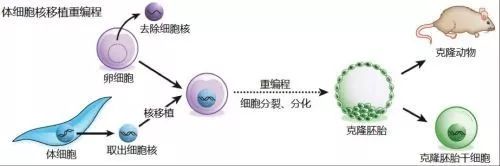 10万美元，让死去的宠物狗克隆“复活”，你愿意吗?-冯金伟博客园