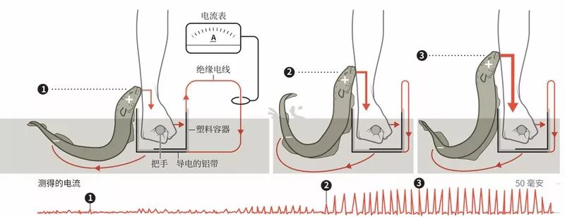 电鳗如何杀死一匹马？-冯金伟博客园