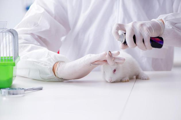 从算法到迷你器官：未来动物实验会被取代吗？