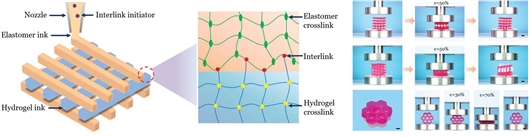 软材料在3D打印中实现强韧粘接