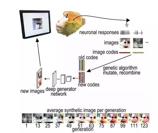 用图像控制猴子大脑，哈佛大学是如何用算法“造梦”的？-冯金伟博客园