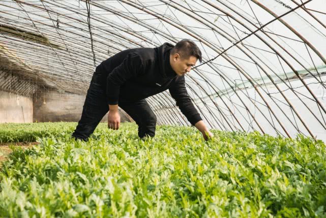 深网｜专访每日优鲜王珺：我们的目标不仅是生鲜更要成为线上超市-冯金伟博客园