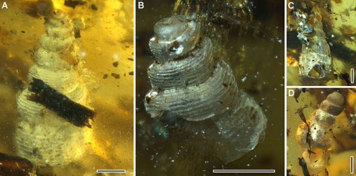 研究人员在一枚琥珀中同时发现海洋生物和陆地昆虫-冯金伟博客园