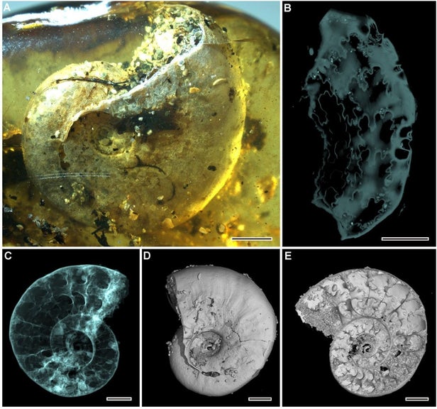 研究人员在一枚琥珀中同时发现海洋生物和陆地昆虫-冯金伟博客园