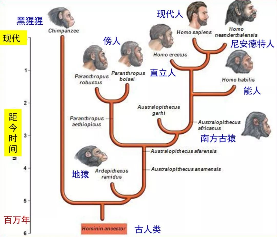 地球史上最大的一次灭绝-冯金伟博客园