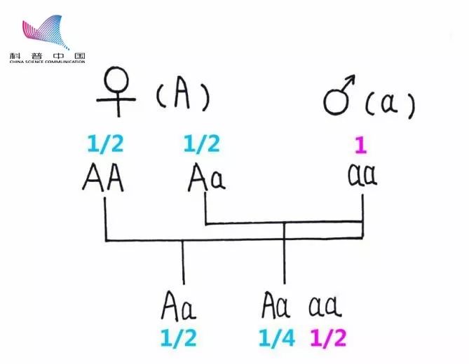 科学抢救发际线指南丨5·28爱发日-冯金伟博客园