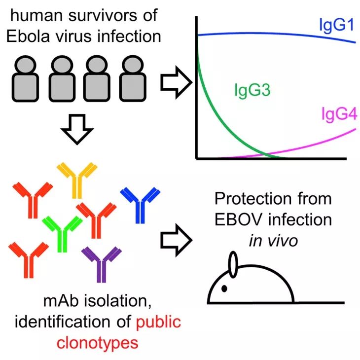Cell重磅：埃博拉通过体液传播，谁会是最后的“病毒终结者”？-冯金伟博客园