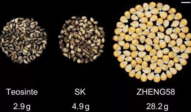 玉米产量相关基因找到了-冯金伟博客园