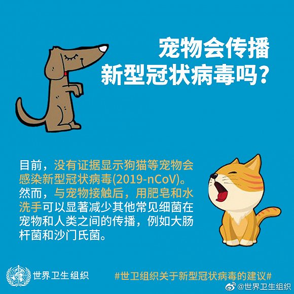 宠物猫狗会传染新冠肺炎吗？世卫：目前无证据-冯金伟博客园