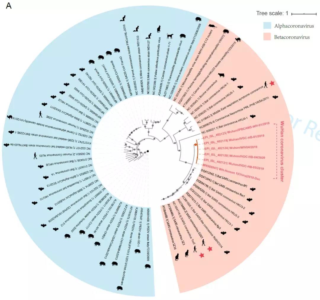 论文推测：新型冠状病毒自然宿主也可能是蝙蝠-冯金伟博客园