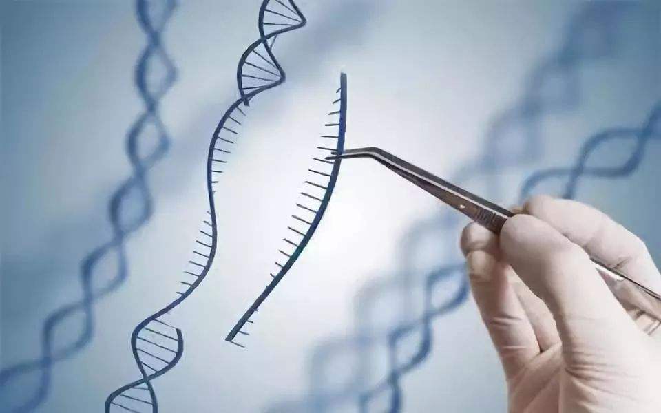 美国基因编辑细胞可在人体内长期存活，有望用于抗癌