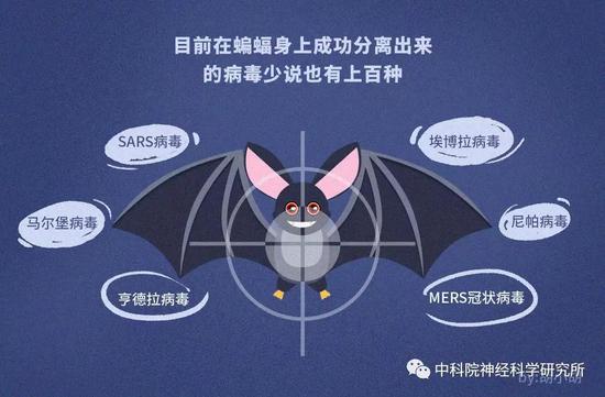 疫情下的蝙蝠专访：揭秘蝙蝠携带病毒却不发病隐情-冯金伟博客园
