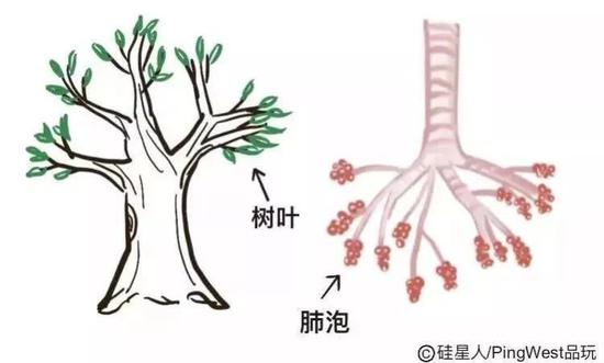 手绘科普：新冠病毒为什么致命，有什么治疗原理？-冯金伟博客园