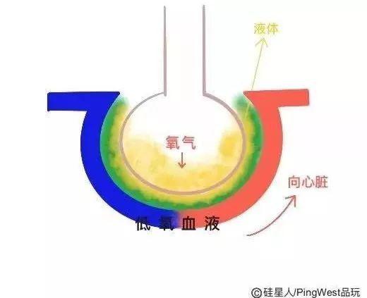 手绘科普：新冠病毒为什么致命，有什么治疗原理？-冯金伟博客园