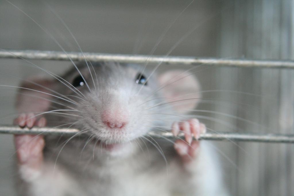 老鼠原来也怕痒，与人类有惊人的相似之处