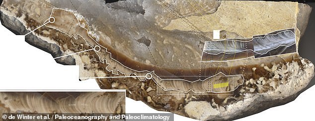 古老的蛤蜊壳告诉我们:7000万年前一天只有23.5小时