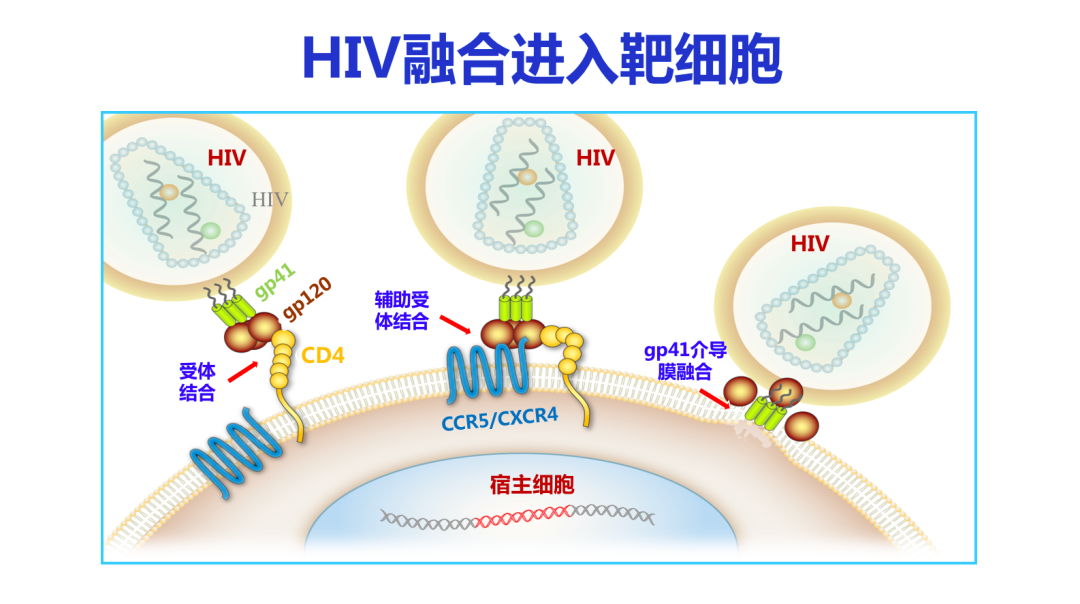 姜世勃教授：新冠病毒疫苗能否研发成功，取决于病毒