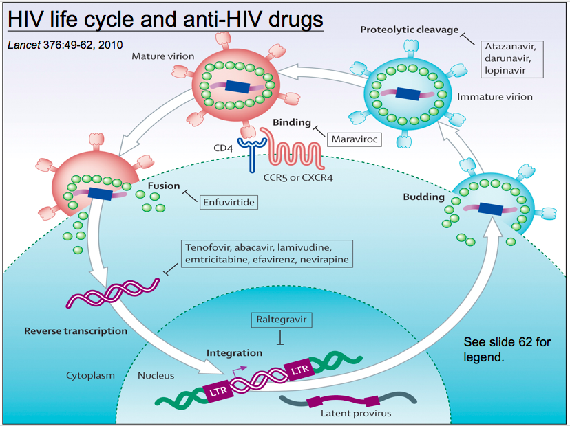 医学教授：如果有疫苗 即使新冠病毒变成季节性也有望消灭