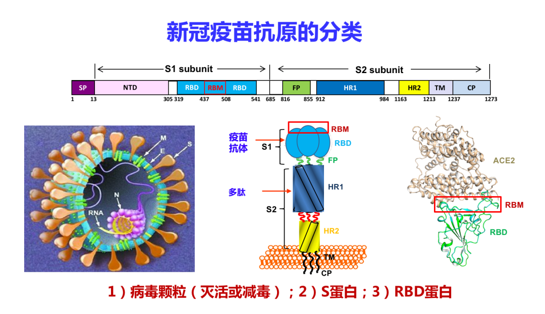 姜世勃教授：新冠病毒疫苗能否研发成功，取决于病毒