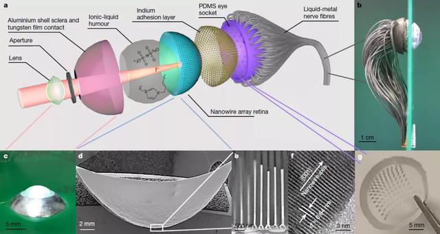 《Nature》：港科大开发高密度人工视网膜，媲美人类视网膜        