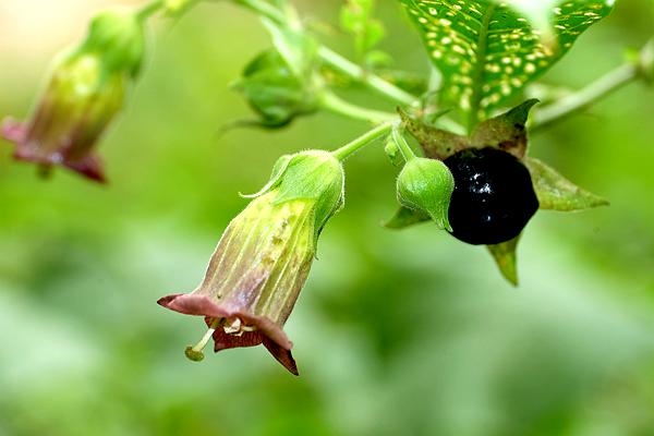 大自然富含瑰宝：现代医学中的不少“神药”皆源自古老草药提取