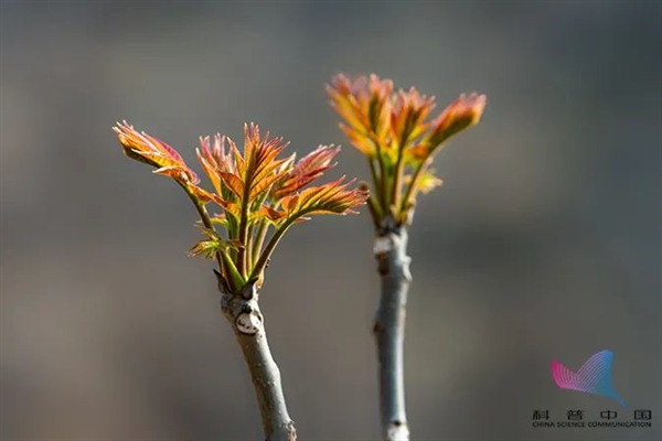 注意！这种蔬菜有人吃了竟器官衰竭：这个致命操作 本可以避免