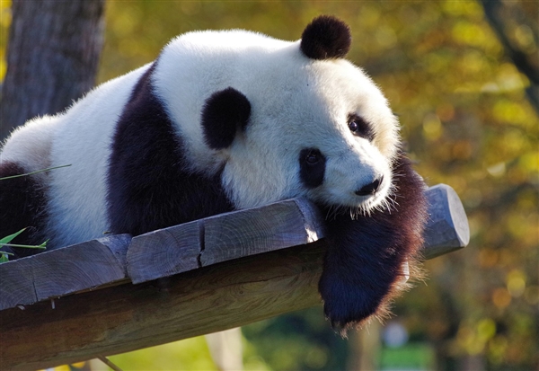 受疫情影响 吃不到新鲜竹子旅加大熊猫将提前两年归国