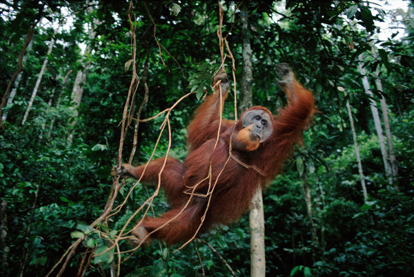可爱的猩猩有救了！印尼利用机器学习来拯救猩猩