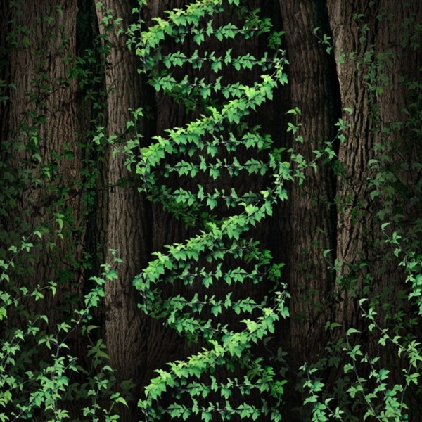 DNA揭秘：植物竟然和人一样 可以制造爱情与战争