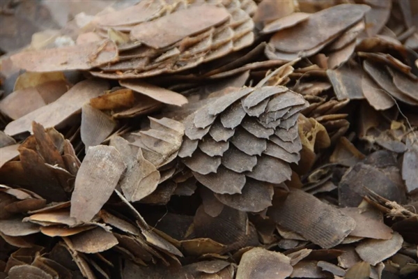 喜讯：穿山甲被药典除名后 保护再升级