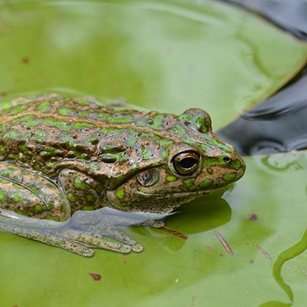 这种树蛙太贪吃，科学家担心会影响澳大利亚生态