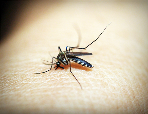 美国将释放数百万基因编辑蚊子消除疟疾 专家：恐适得其反