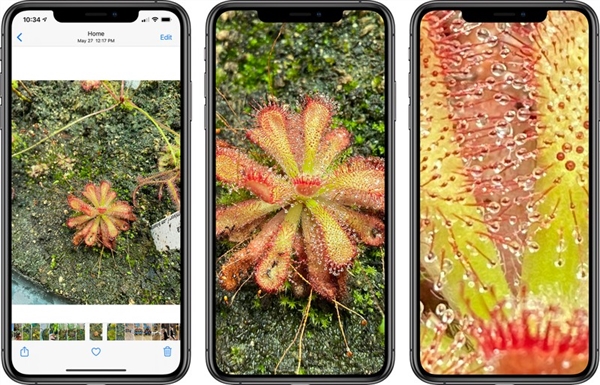 iOS 14照片放大倍数显著增加：对比iOS 13提升明显