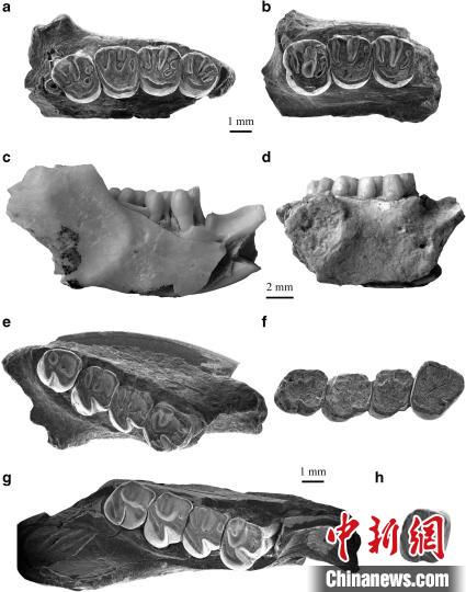 中科院在内蒙古发现亚洲已知最早圆柱齿鼠类化石
