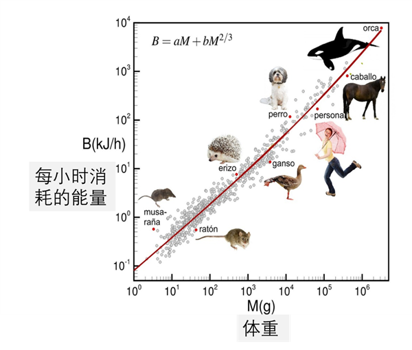 代谢规律告诉你动物四年不排便也是可能的