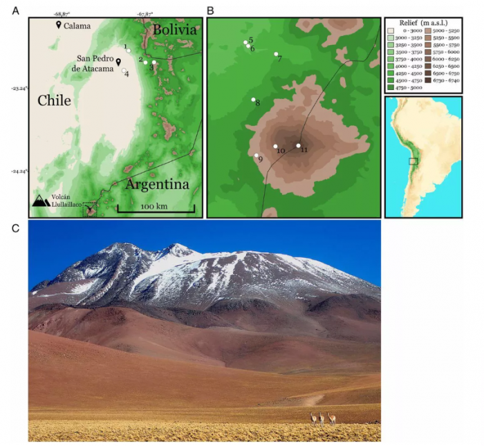 尤耶亚科火山的老鼠被称为全世界住得最高的哺乳动物-冯金伟博客园