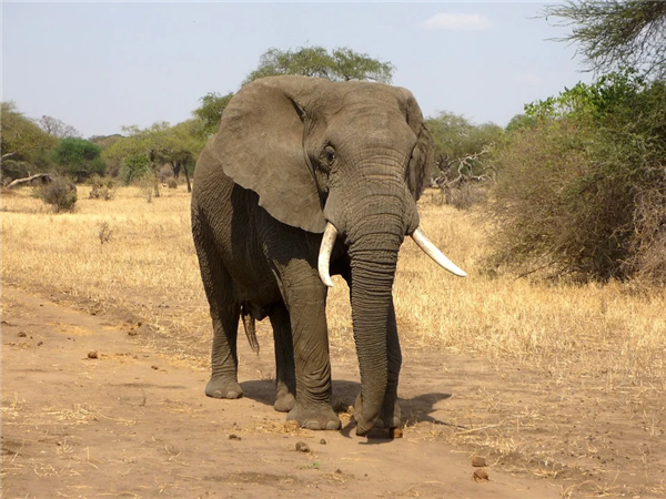 本世纪最大灾难之一！非洲数百头大象神秘死亡：原因不明