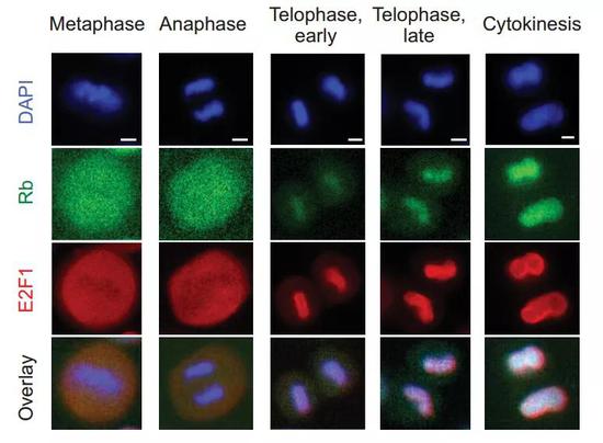 可见细胞分裂时 Rb 与染色体的行动基本是同步的
