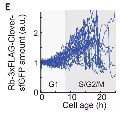 细胞周期中 Rb 蛋白数量的变化