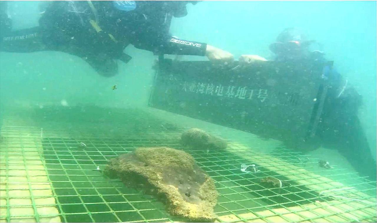 核电基地周边海域水质如何?企业在核电站海底种珊瑚