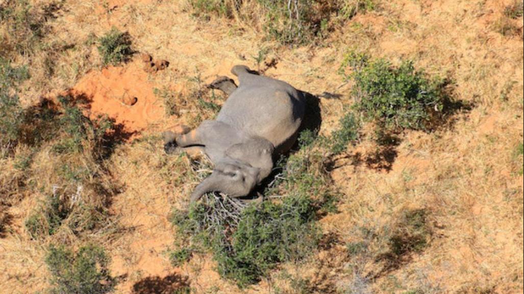 博茨瓦纳大象神秘死亡 官方调查初步排除投毒、偷猎