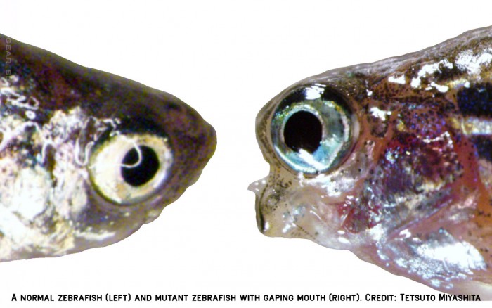 科学家修改斑马鱼的单个基因 使鱼嘴无法闭合-冯金伟博客园