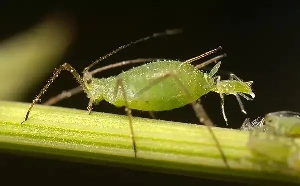 刚出生就已经怀孕了？蚜虫也太厉害了吧！