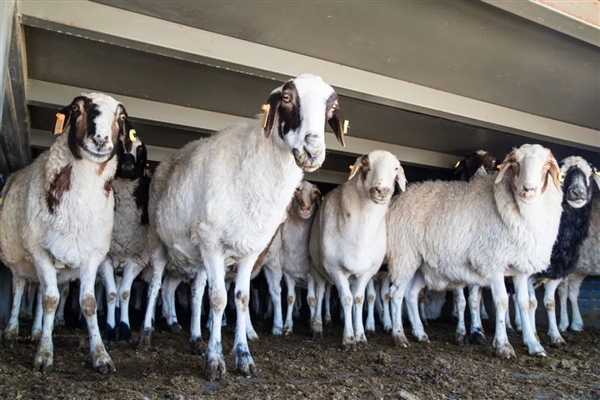 蒙古国捐赠首批1.2万只羊抵达武汉：人均2支羊肉串