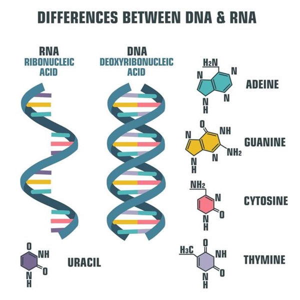 我们的DNA真的有98%都是垃圾吗？